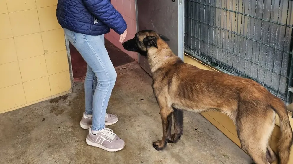 El perro en el Centro de Protecci&oacute;n Animal de Jerez