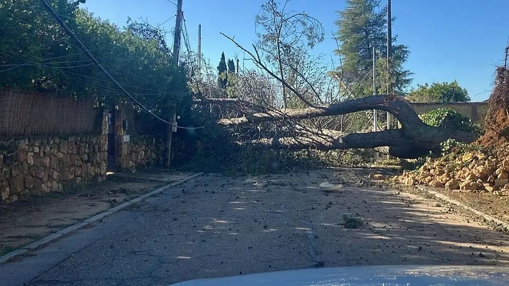 Uno de los &aacute;rboles ca&iacute;dos a causa del temporal en C&oacute;rdoab