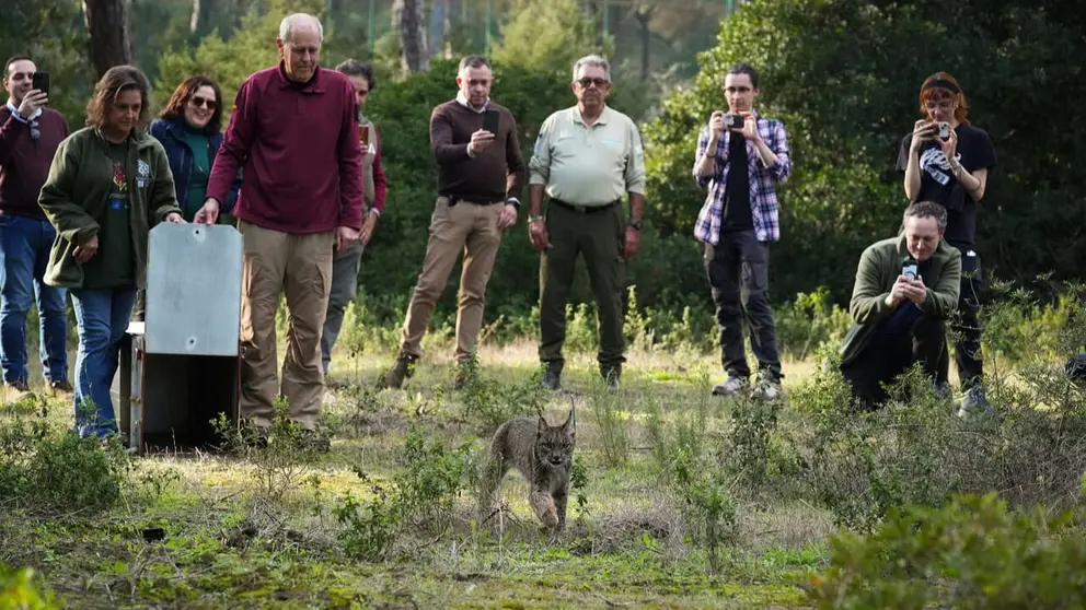 Suelta del lince Walabi en Do&ntilde;ana
