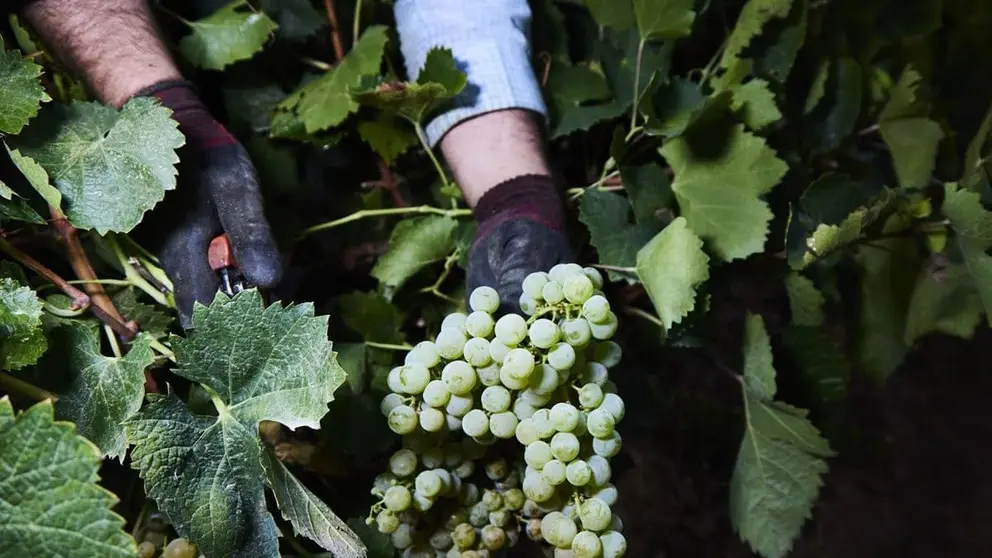 Andaluc&iacute;a 'mima' a sus agricultores: 2,5 millones para la reconversi&oacute;n y reestructuraci&oacute;n del vi&ntilde;edo