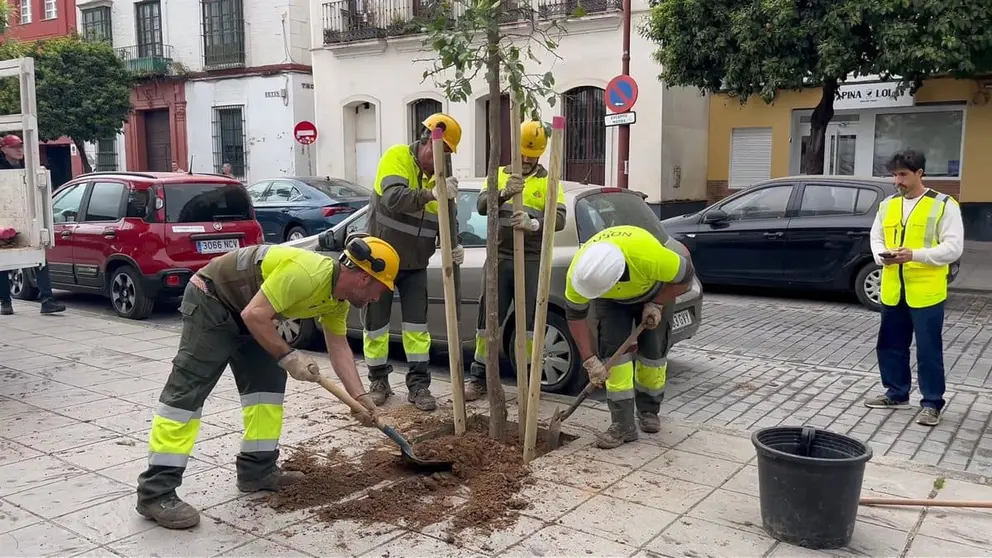 El Ayuntamiento de Sevilla plantar&aacute; 700 nuevos &aacute;rboles en Triana