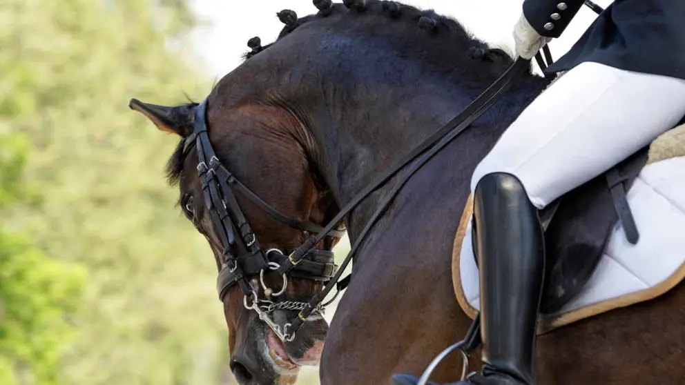 Arranca el segundo concurso de doma cl&aacute;sica internacional en la Real Escuela de Jerez
