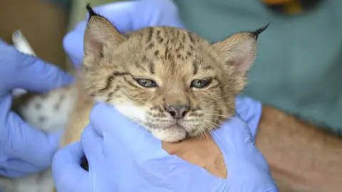 El lince 'Mosto' tras su nacimiento en el Zoo de Jerez