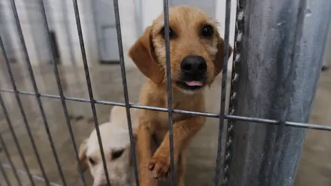 En el nuevo centro de protecci&oacute;n de animales de Logro&ntilde;o, el que sustituye desde ya a la perrera de Pradoviejo, viven hoy seis perros que pueden ser adoptados. Las nuevas instalaciones, cercanas al parque de Jardiner&iacute;a, en las que se han invertido 700.000 euros, pueden alojar hasta doscientos perros. Esta ma&ntilde;ana las han visitado el alcalde, Tom&aacute;s Santos, y la concejal del &aacute;rea, Concepci&oacute;n Arribas. La gesti&oacute;n la va a llevar a cabo la empresa Talher S.A. y, si bien el Ayuntamiento no va a pagarle nada por sus servicios, la firma tampoco tendr&aacute; que sufragar un canon, es decir, tendr&aacute; que atender a los animales abandonados y, adem&aacute;s, lograr los ingresos que hagan viable su tarea. &iquest;C&oacute;mo? Prestando tambi&eacute;n servicios privados, como residencia, consulta veterinaria, urgencias y atenci&oacute;n a domicilio, incineraci&oacute;n de mascotas fallecidas...
 &copy; Justo Rodr&iacute;guez 06/02/2012