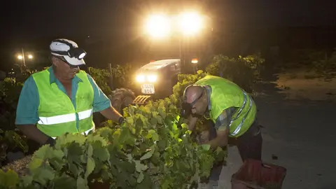 Vendimia Nocturna Tio Pepe en la vi&ntilde;a 'La Racha', en Pago Macharnudo Alto, Jerez. 30 AGO 2016 | Juan Carlos Corchado para MIRA Jerez