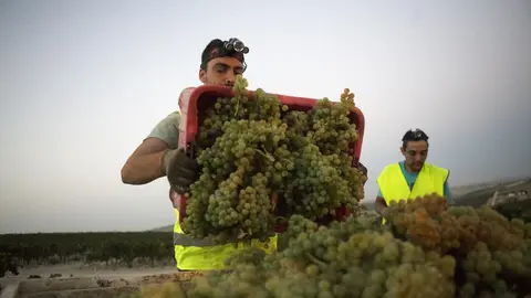 Vendimia Nocturna Tio Pepe en la vi&ntilde;a 'La Racha', en Pago Macharnudo Alto, Jerez. 30 AGO 2016 | Juan Carlos Corchado para MIRA Jerez