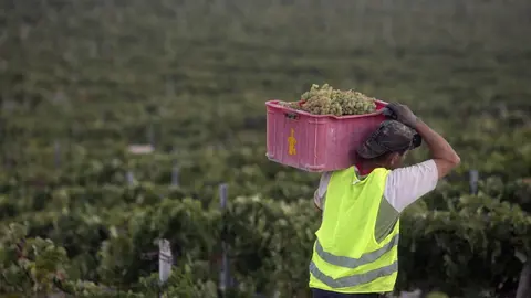 Vendimia Nocturna Tio Pepe en la vi&ntilde;a 'La Racha', en Pago Macharnudo Alto, Jerez. 30 AGO 2016 | Juan Carlos Corchado para MIRA Jerez