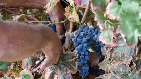 Vendimia en Hacienda Parrilla Alta, San Jos&eacute; del Valle, C&aacute;diz. AGO 2016 | Jonocla Fotograf&iacute;a para grupo MIRA Comunicaci&oacute;n
