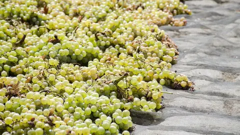 Vendimia en Hacienda Parrilla Alta, San Jos&eacute; del Valle, C&aacute;diz. AGO 2016 | Jonocla Fotograf&iacute;a para grupo MIRA Comunicaci&oacute;n