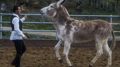 Carlos Rom&aacute;n, 29 a&ntilde;os, ensaya con "Caramelo" ejercicios de doma. Luis de las Alas