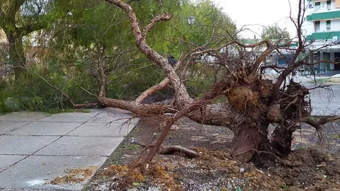 &Aacute;rbol ca&iacute;do en el camino interior en la Urbanizaci&oacute;n El Almendral por el que transitan muchos alumnos para acudir al Colegio Mar&iacute;a Auxiliadora