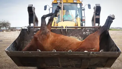 Imagen de Caballos fallecido durante El Roc&iacute;o del 2015 | PACMA