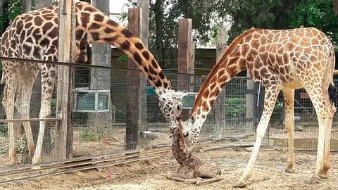 Jirafas en el Zoobot&aacute;nico de Jerez