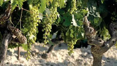 Vi&ntilde;edos en Jerez