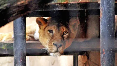 Leona del ZOO Jerez | Foto de 'iIlenro'