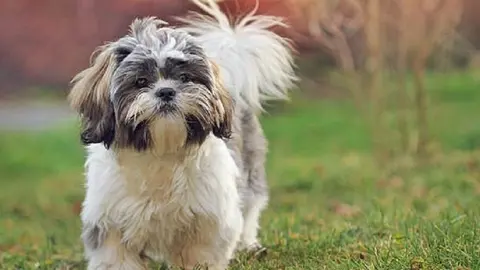Shih tzu puppy in nature