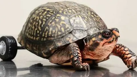 Instagram: @lsuvetmed