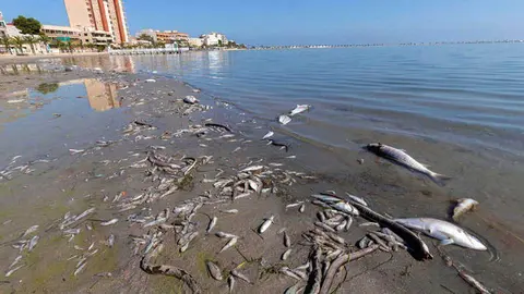 Foto: EFE | Marcial Guill&eacute;n