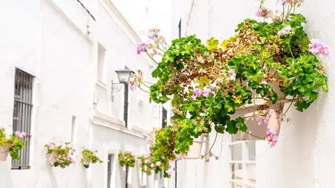 Pink geranium adornment in the streets of Rota, Cadiz, Andalucia, Spain