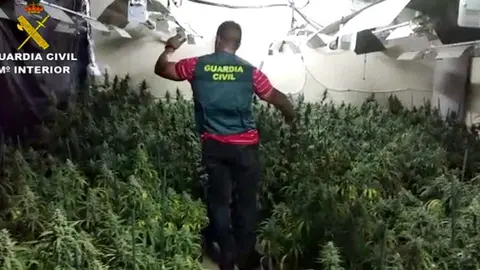 plantas marihuana 