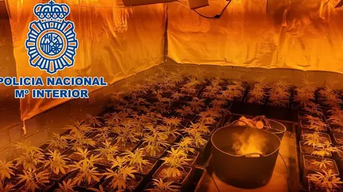 Plantaci&oacute;n de marihuana