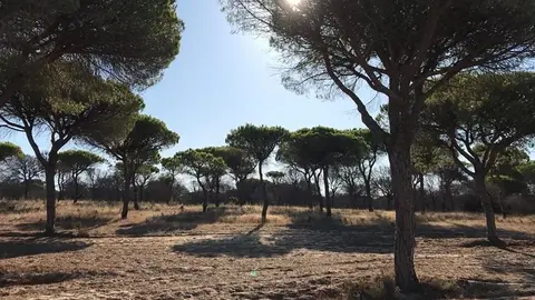 Parque Nacional de Do&ntilde;ana