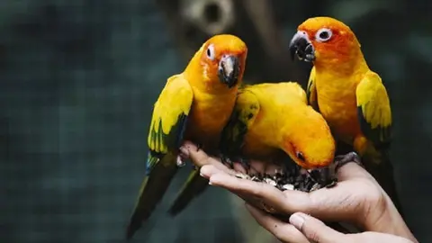 Hands holding wild birds in a zoo