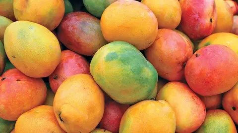 ripe mango fruit