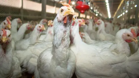 Incendio granja de pollos