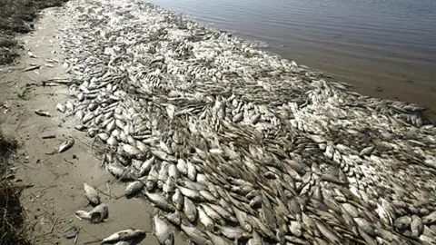 Dead fish float on the shoreline of Mona Lake along Wellesley Drive just east of Ross Park in Norton Shores Wednesday.  Date shot:  4/2/08.