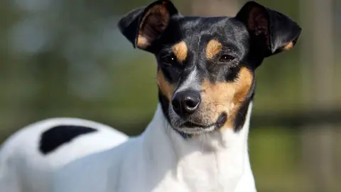 Ratonero bodeguero andaluz