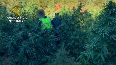 04/09/2020 Plantaci&oacute;n de marihuana en Bornos donde fueron tiroteados tres agentes de la Guardia Civil
SOCIEDAD ESPA&Ntilde;A EUROPA ANDALUC&Iacute;A
GUARDIA CIVIL