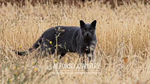 Foto: Alfonso Azaustre