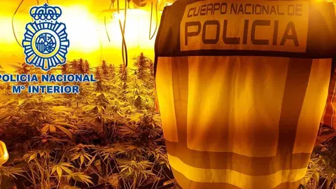 Polic&iacute;a Nacional en un operativo contra el cultivo de marihuana