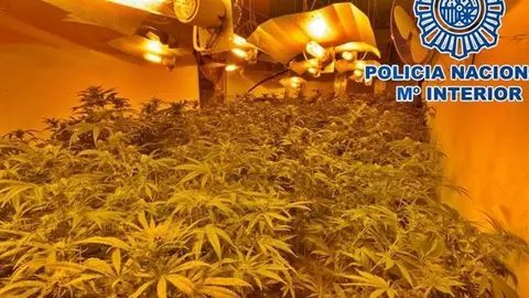 Agentes de la Polic&iacute;a Nacional de Motril, en Granada, han detenido a un var&oacute;n, de 35 a&ntilde;os y nacionalidad espa&ntilde;ola, al que le constan numerosos antecedentes policiales como presunto responsable de la gesti&oacute;n de un punto de cultivo y elaboraci&oacute;n de cannabis, situado en el casco urbano de Motril.

POLITICA 
POLIC&Iacute;A NACIONAL