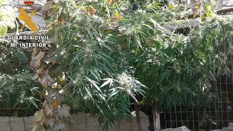 Plantaci&oacute;n de cannabis

Agentes de la comandancia de la Guardia Civil de Almer&iacute;a ha detenido a una persona por un presunto delito contra la salud p&uacute;blica por cultivo de marihuana (Cannabis s&aacute;tiva) y ha intervenido 22 kilos de plantas y cogollos dentro de una reciente actuaci&oacute;n de seguridad ciudadana desarrollada en la localidad de G&eacute;rgal (Almer&iacute;a).

SOCIEDAD 
GUARDIA CIVIL