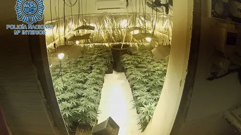 Plantaci&oacute;n de marihuana en las Tres Mil Viviendas