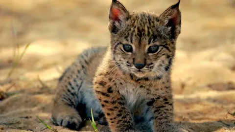 Muere atropellado un lince ib&eacute;rico en Sevilla