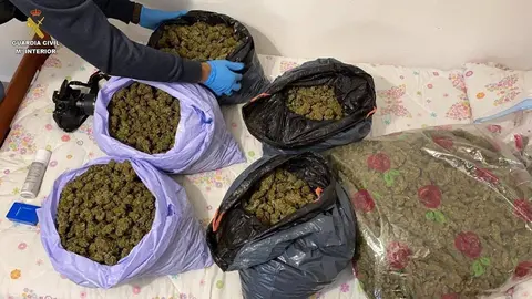 06/11/2020 Plantas de marihuana intervenida por la Guardia Civil.
ANDALUC&Iacute;A ESPA&Ntilde;A EUROPA HUELVA SOCIEDAD
GUARDIA CIVIL.