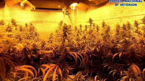 Encuentran una plantaci&oacute;n de marihuana tras un incendio en Granada