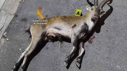 18/11/2020 La Guardia Civil detiene a tres cazadores furtivos en M&aacute;laga
SOCIEDAD ANDALUC&Iacute;A ESPA&Ntilde;A EUROPA M&Aacute;LAGA
GUARDIA CIVIL