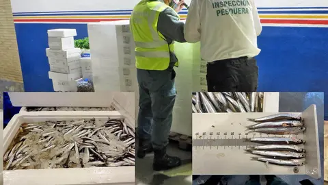Guardia Civil se incauta de 600 kilos de boquer&oacute;n en el mercado mayorista de &Uacute;beda | Guardia Civil