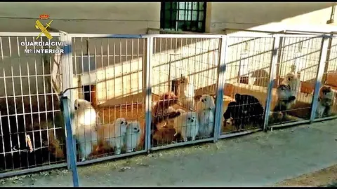 Perros clandestinos en Granada