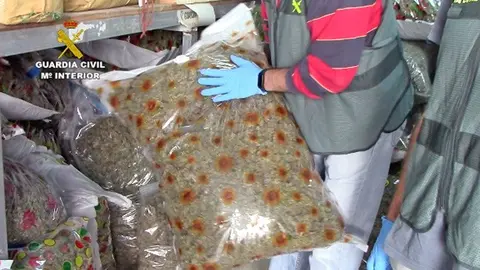 Incautaci&oacute;n marihuana provincia de C&aacute;diz./ Guardia Civil