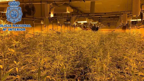 Plantaci&oacute;n de marihuana