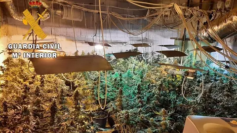 Plantas de marihuana confiscadas en Ja&eacute;n