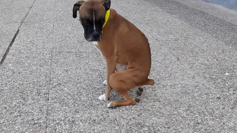 Los due&ntilde;os de los perros que no recojan las caquitas ser&aacute;n perseguidos en La L&iacute;nea