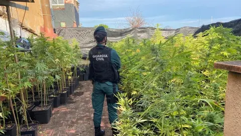 Plantaci&oacute;n de cannabis en Granada