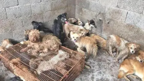 Perros en malas condiciones | Imagen de Archivo