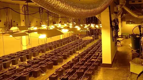 Plantaci&oacute;n de marihuana en Arahal (Sevilla)